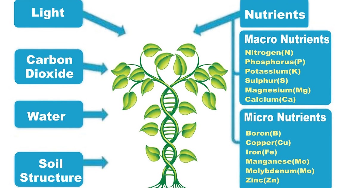 Nutri Power Series Organic Fertilizers Requirements of Plants
