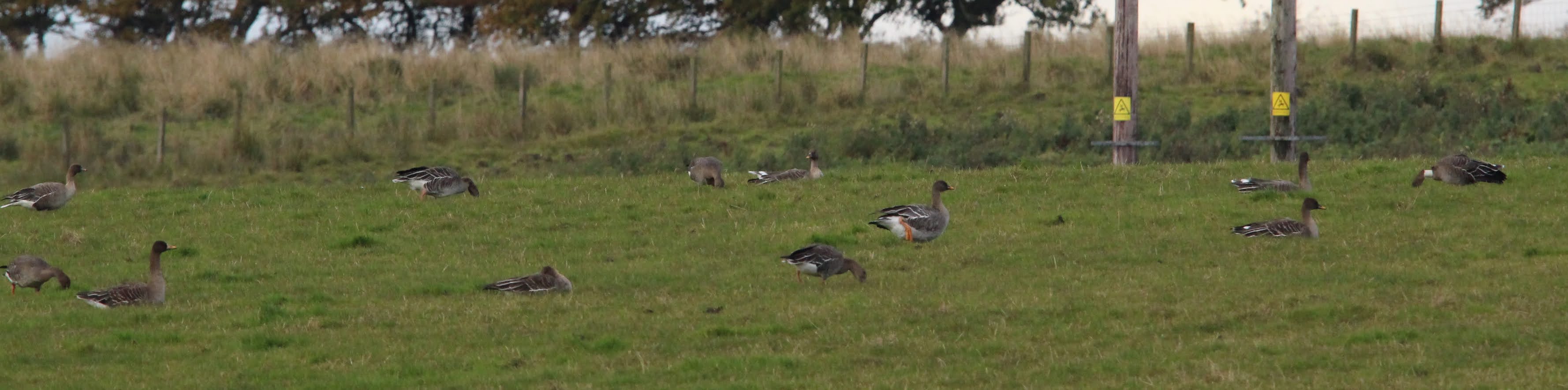 Angus' Bean Goose Blog News update on bean geese flock at slamannan