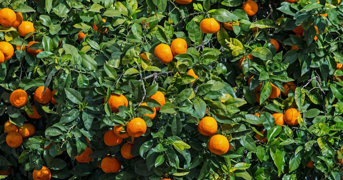 Orange Tree Care Guide