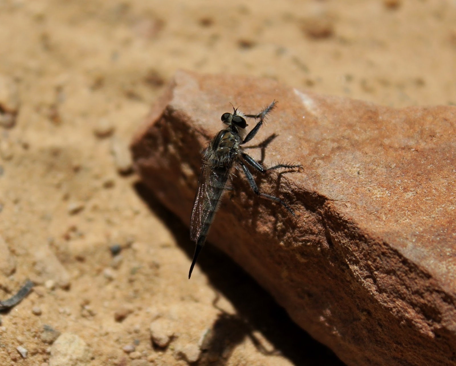 CO-Horts: Most Insects are Beneficial!