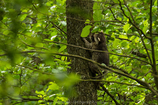 Nikon Tierfotografie wildlife Waschbär