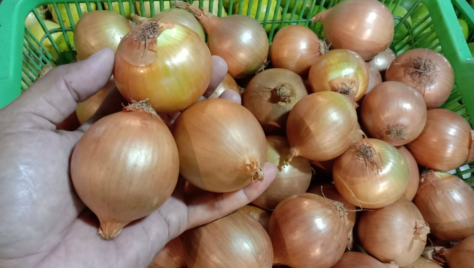 Bawang Bombay yang Sempat Hilang Peredaran Kini Muncul
