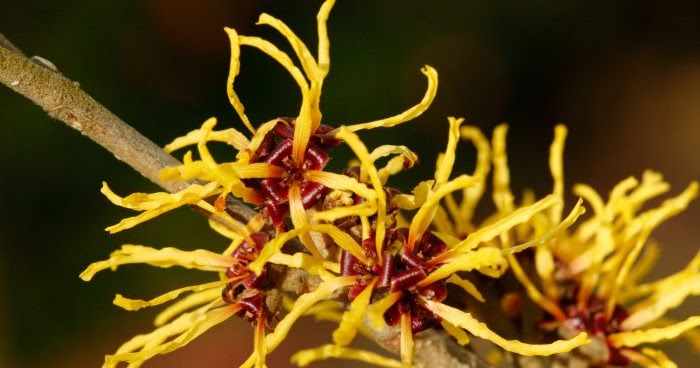How to Use Witch Hazel for Varicose Veins and Spider veins