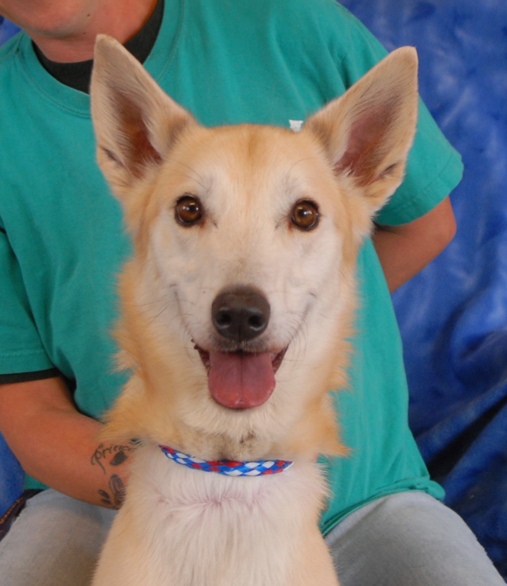 Honeydew, a young Saluki or Greyhound mix and social butterfly.