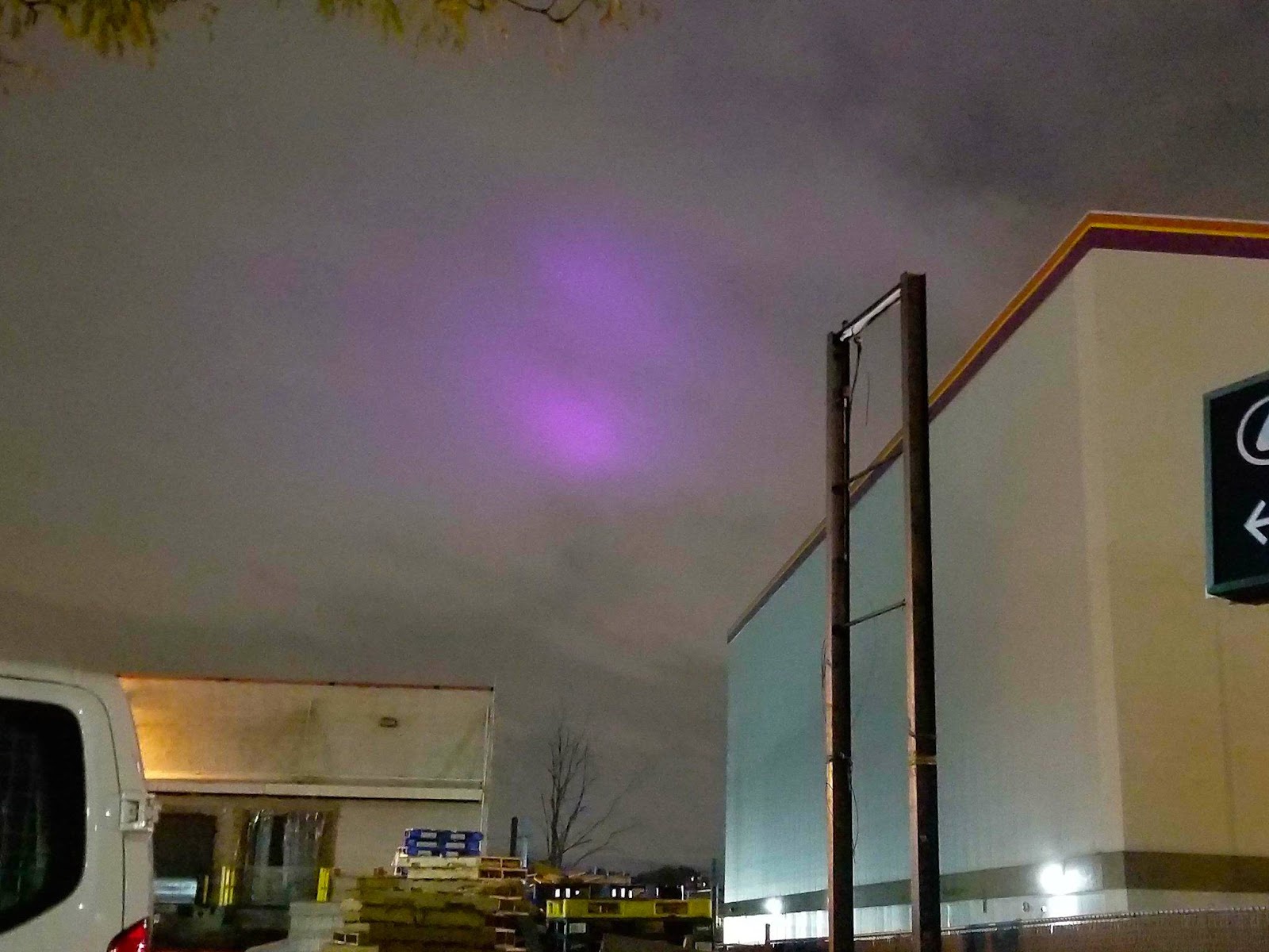 purple martin sightings 2018