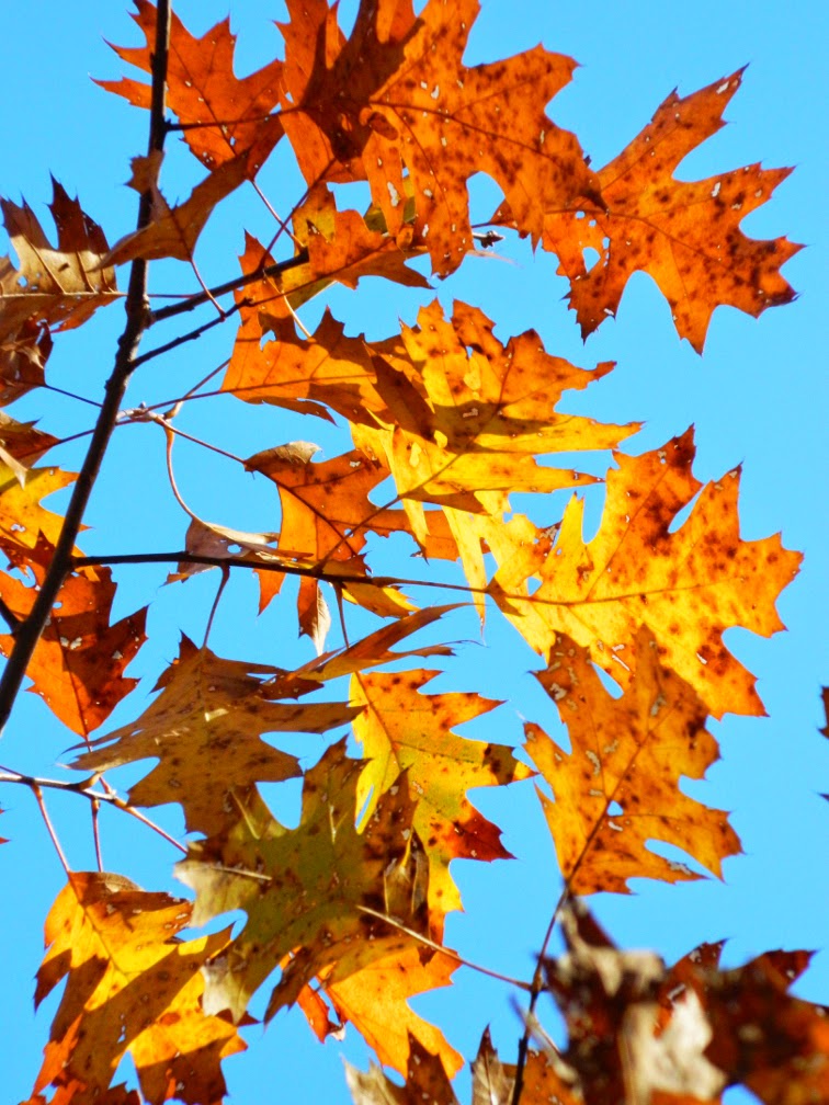 Northern Red Oak Quercus rubra fall foliage Taylor Creek Park by garden muses-not another Toronto gardening blog Northern Red Oak Quercus rubra fall foliage Taylor Creek Park by garden muses-not another Toronto gardening blog