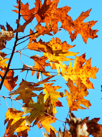Northern Red Oak Quercus rubra fall foliage Taylor Creek Park by garden muses-not another Toronto gardening blog