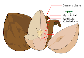 Avocado tohumu olan çekirdeğinin (dicotyledon) genel yapısı