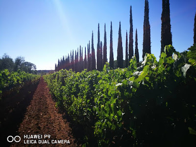 bolgheri vigna