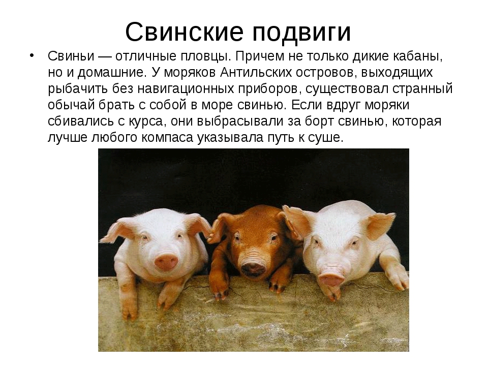В чем заключается хозяйственное значение свиней. Факты о домашних животных. Самые интересные факты о домашних животных. Интересные факты про животнв. Интересные статьи про животных.