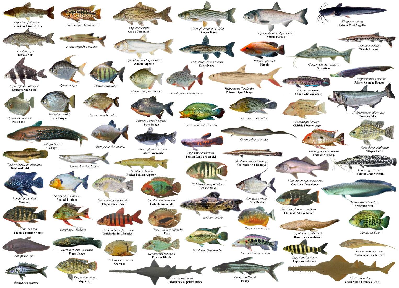Info Ikan Daftar Harga Ikan Laut Konsumsi Dan Ikan Tawar Konsumsi Update Tiap Hari