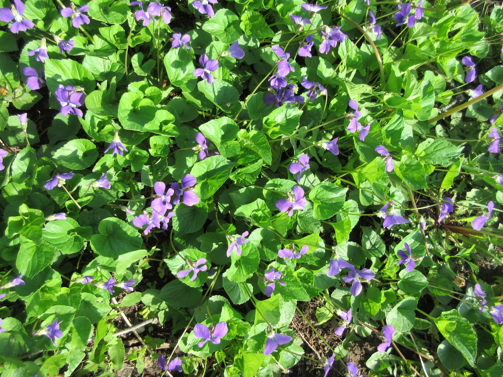 Marlene's Space Gardening Update Wild Violets or Creeping Charlie?