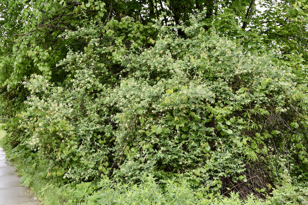 Jericho, Vermont Photos Are we giving up without a fight? Honeysuckle