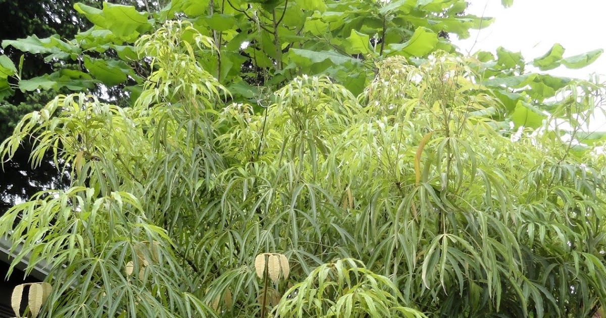 Evergreen Shrubs For Shade Zone 7 Best PhotoPnG