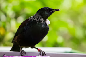 Tui