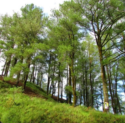 Hutan Pinus Malino