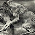 Legion Of Wolves / Wolfshof ‎– Split