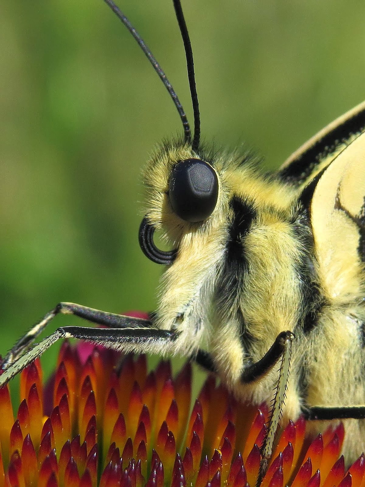 Swallowtail Butterfly