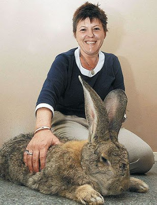 Biggest Flemish giant rabbit