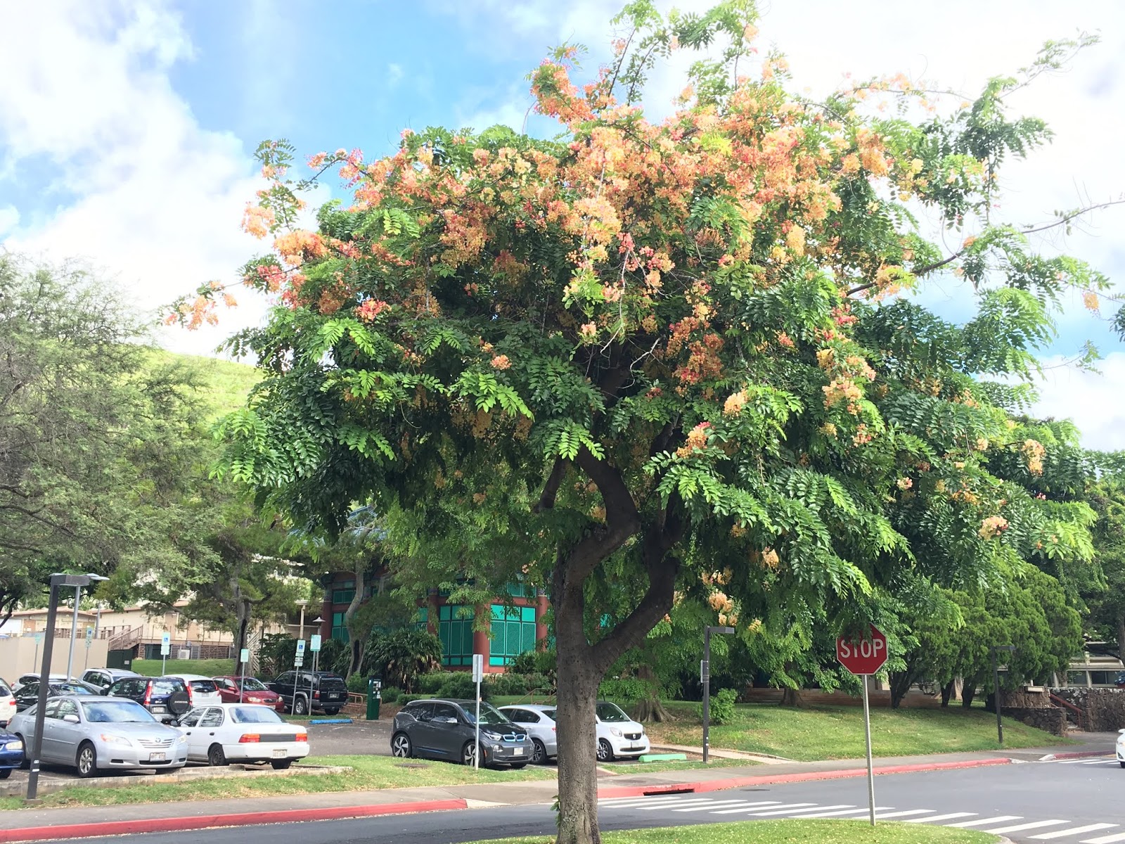 Cassia X nealiae (Rainbow Shower)
