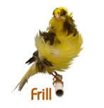Burung Kenari Northern Dutch Frilled - Solusi Burung Kenari - Mengenal Burung Kenari Northern Dutch Frilled