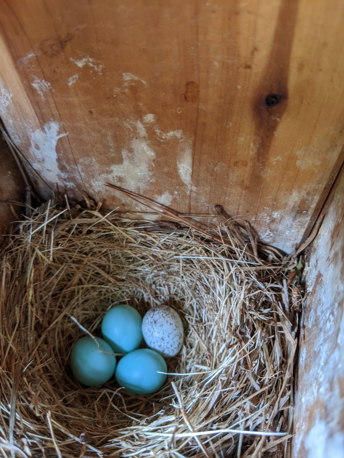 A Beautiful Backyard: A Brown-headed Cowbird Invading a Bluebird's Nest