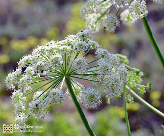 Sierra Angelica, Angelica lineariloba