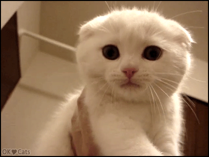 Cute Kitten GIF • White Scottish fold kitten sadly meowing. what did you do with my ears. Cute Kitten GIF • White Scottish fold kitten sadly meowing. what did you do with my ears.