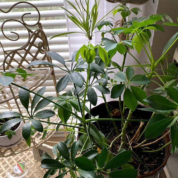 LIFE WITH HOUSEPLANTS Simple and Serene Living