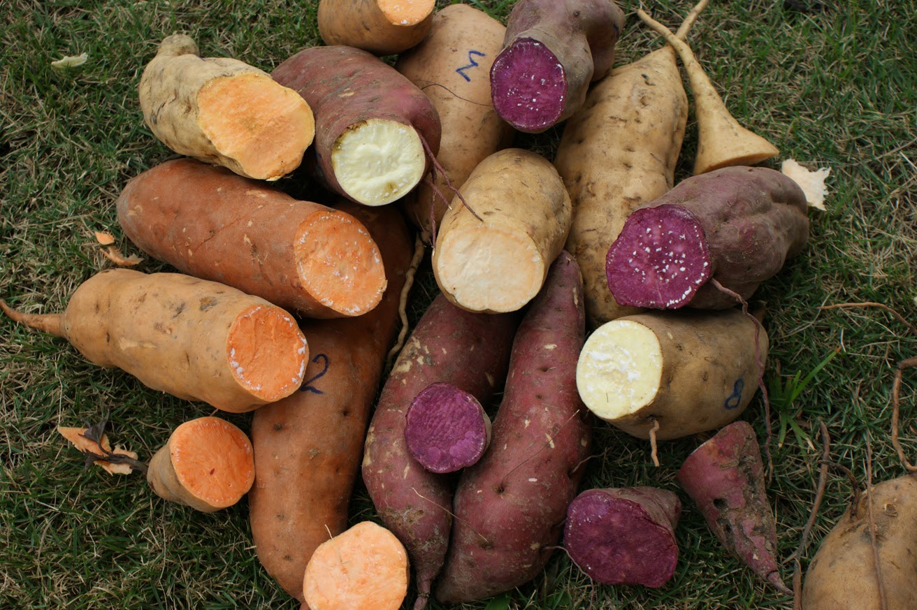 5 beneficios de comer Camote 5 Cosas