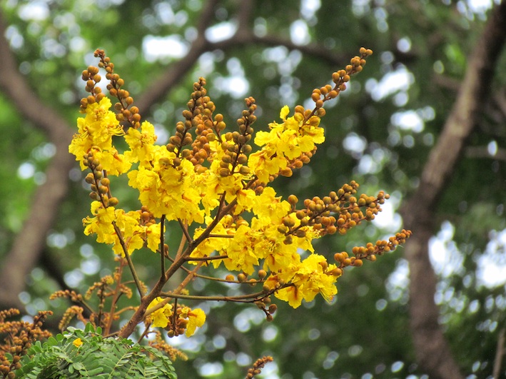 The Tide Chaser Coastal Shrubs Trees With Compound Leaves In