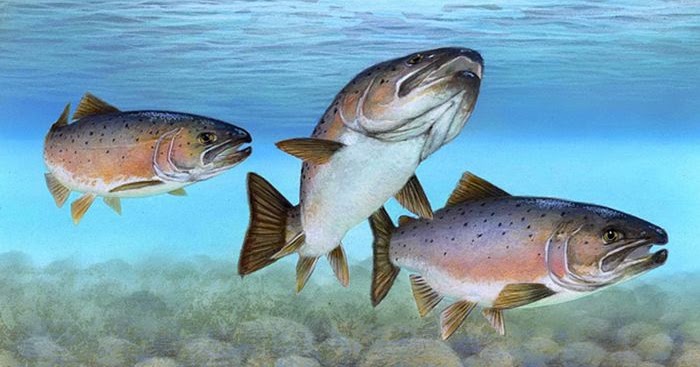 Bagaimana Cara Ikan Salmon Berkembang Biak? | Belajar ...