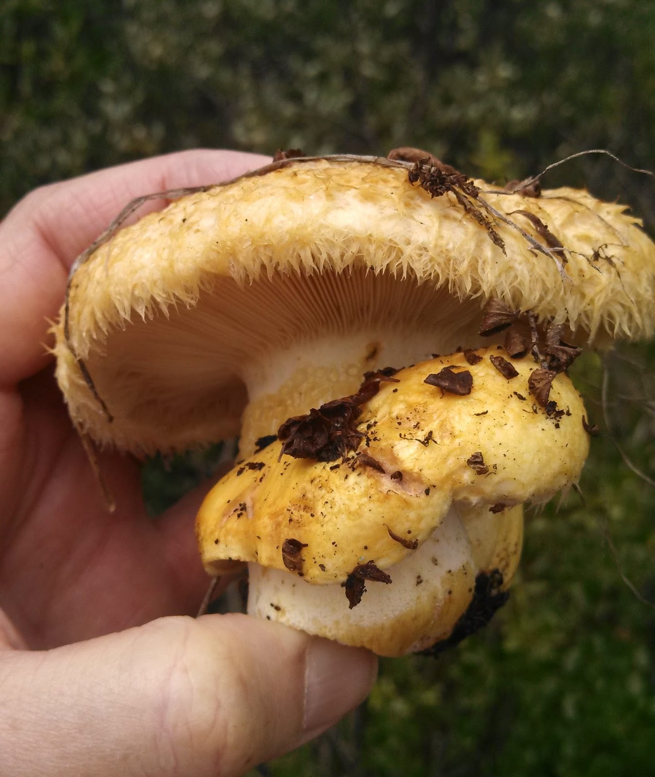 Souvenir Chronicles COLORADO THE GREAT MUSHROOM HUNT