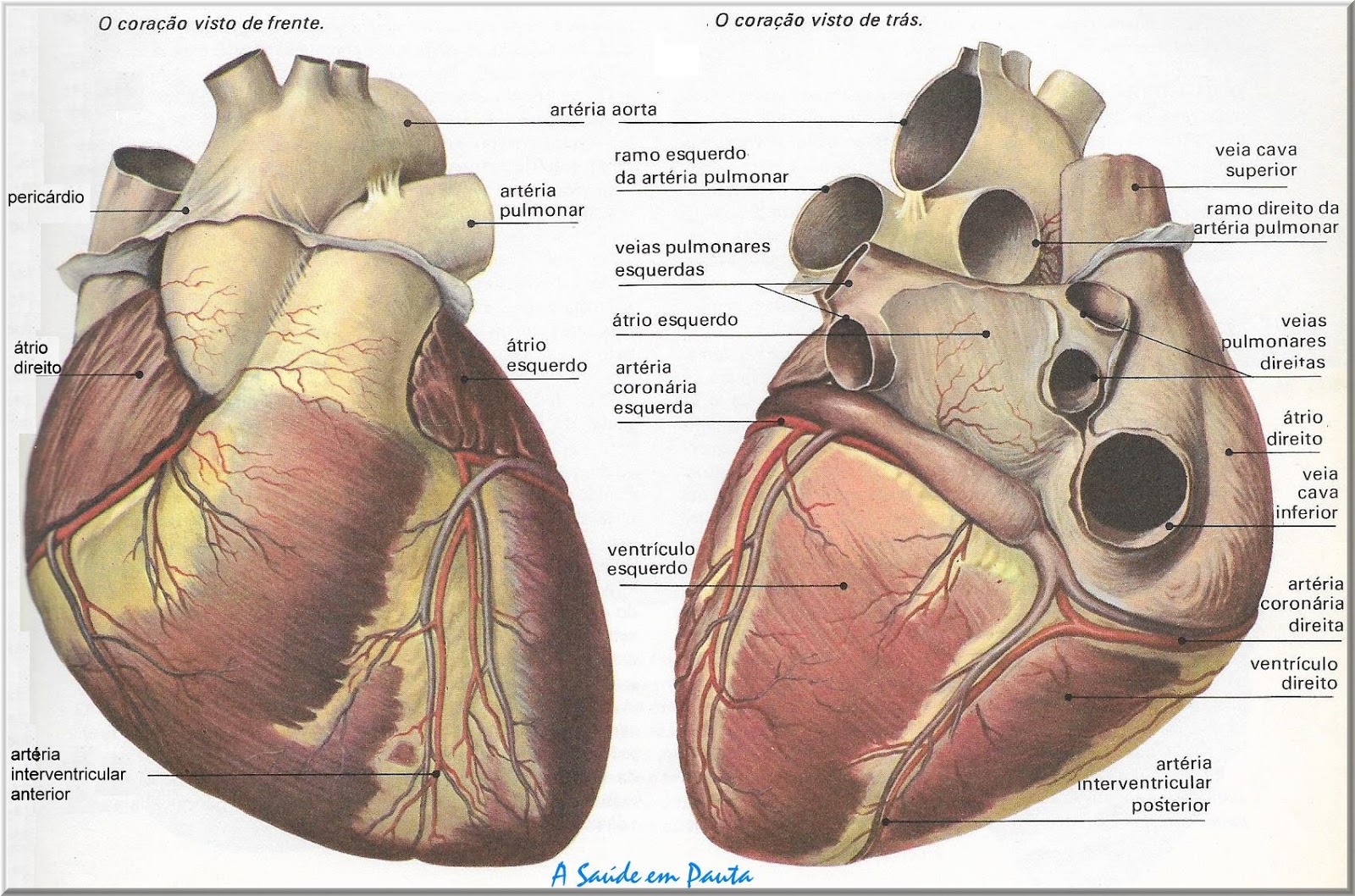 A Anatomia do Coração Humano e seu funcionamento. A Saúde em Pauta A Anatomia do Coração Humano e seu funcionamento. A Saúde em Pauta