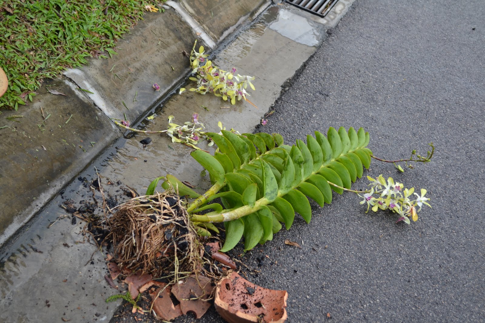SEPERTI DIARY PENULIS Tragedi orkid bunga  hijau dan cara 