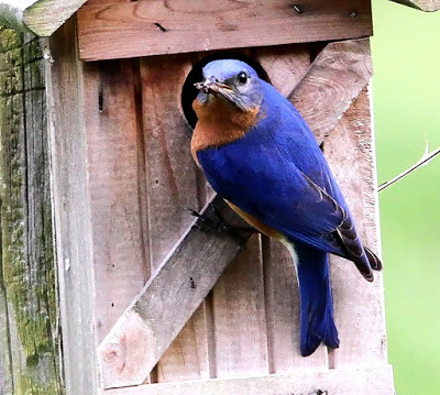 Gary's Outdoor Wanderings2: A BLUEBIRD AND A CARDINAL