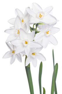 Nergz Blog: Narcissus Flower Site (www.Nergz.allcx.com)