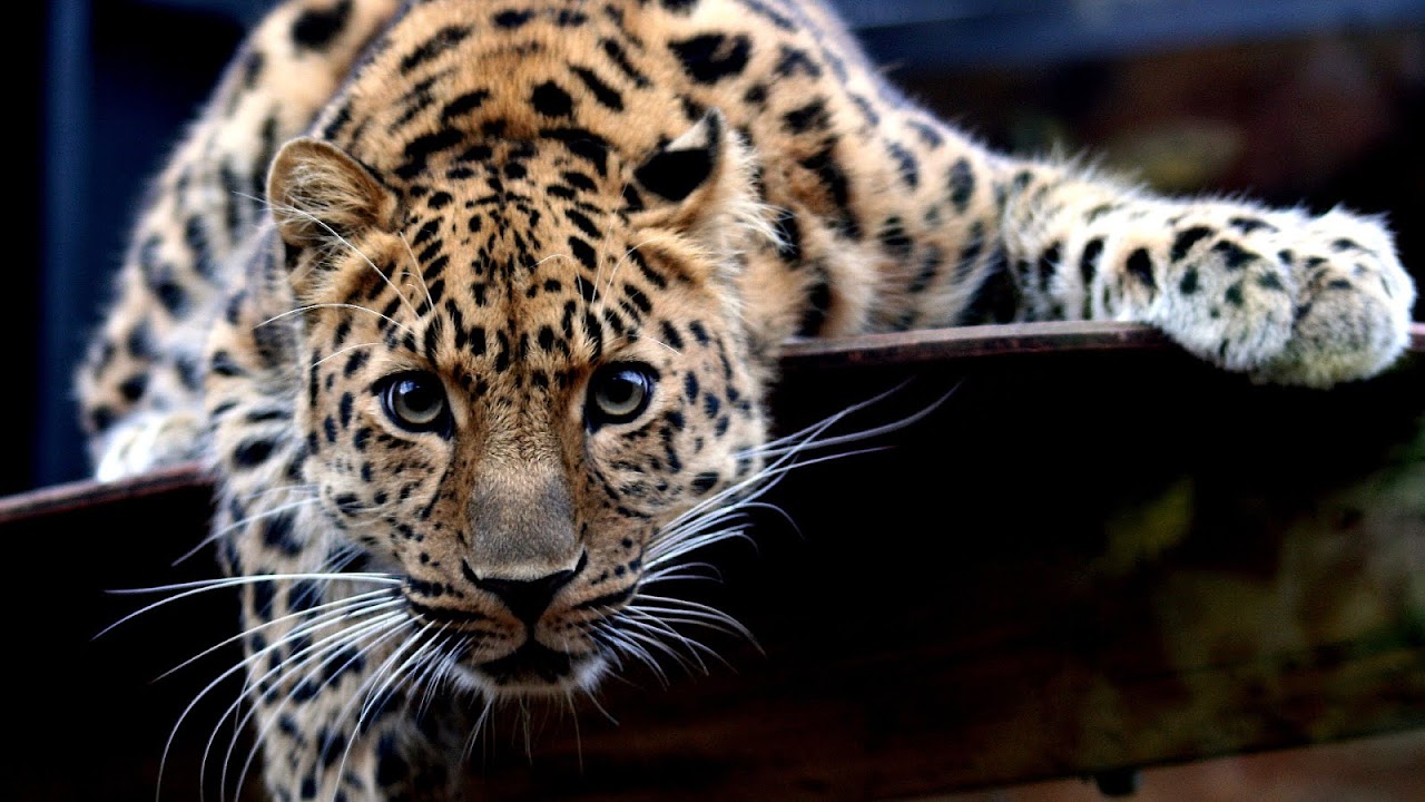 When Did The Amur Leopard Become Endangered - Danger Choices
