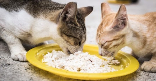 Tafsir Arti Mimpi Memberi Makan Kucing Hitam Putih Yang Kelaparan Dunia Kedutan Tafsir Arti Mimpi Memberi Makan Kucing Hitam Putih Yang Kelaparan Dunia Kedutan