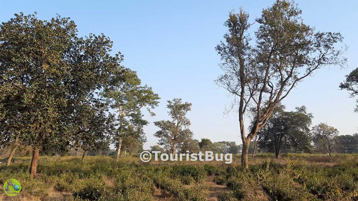 Tea Garden Dehradun Uttarakhand
