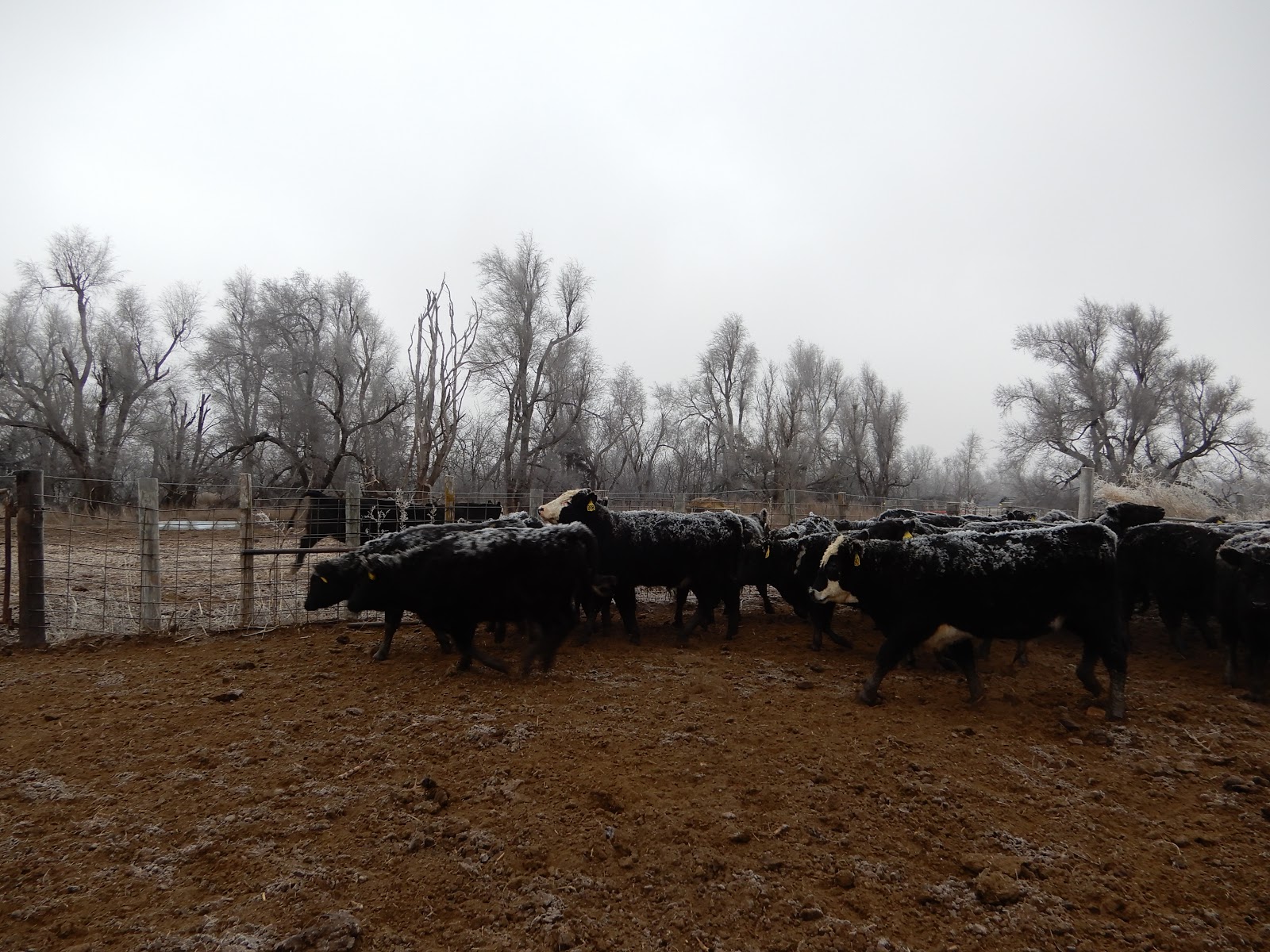 Kim S County Line Brrrr It Was A Cold Day For A Cattle Round Up