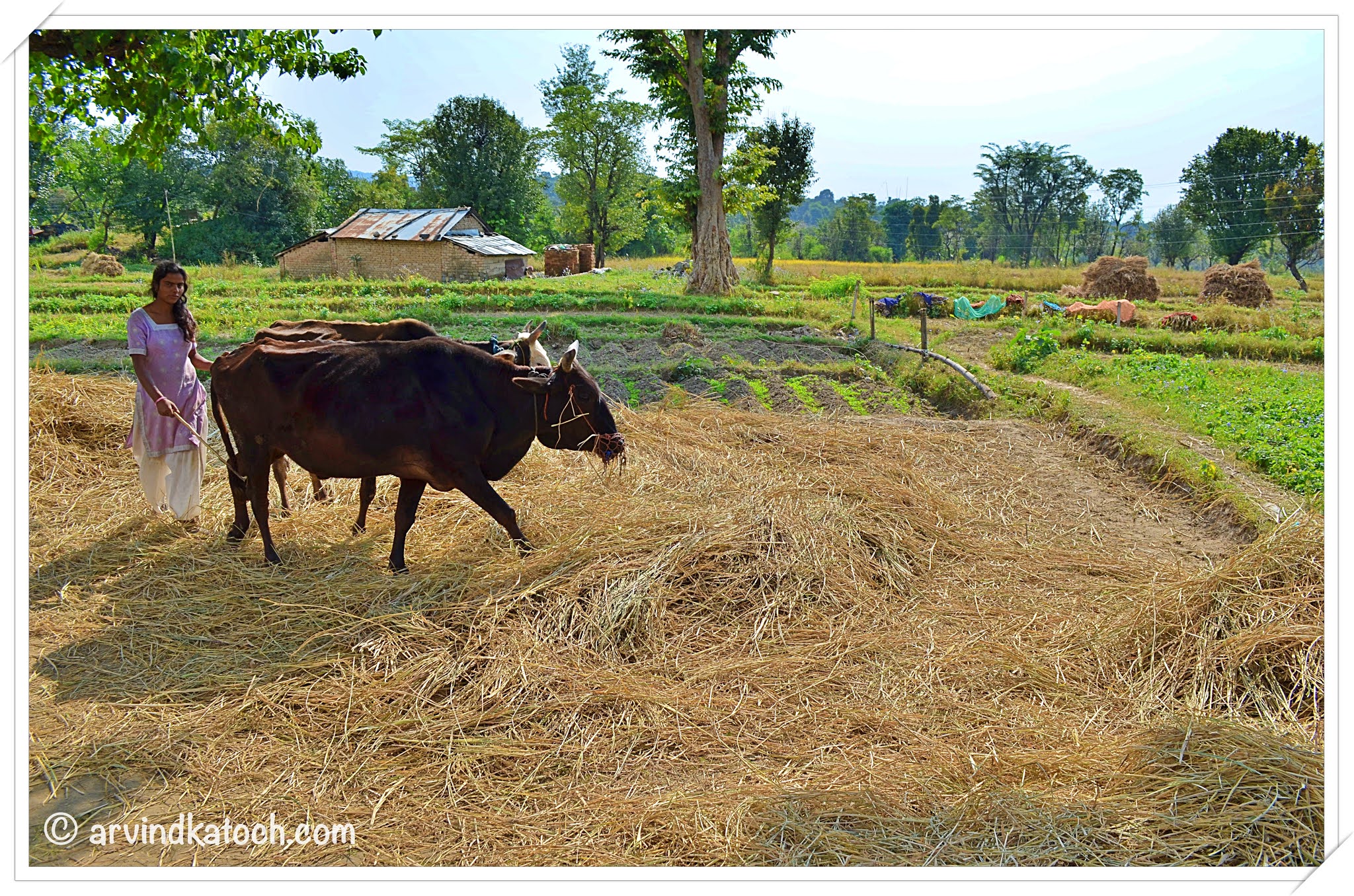 Traditional Farming Method Himachal Pradesh Getting Seeds From Crop traditional-farming-method-himachal-pradesh-getting-seeds-from-crop