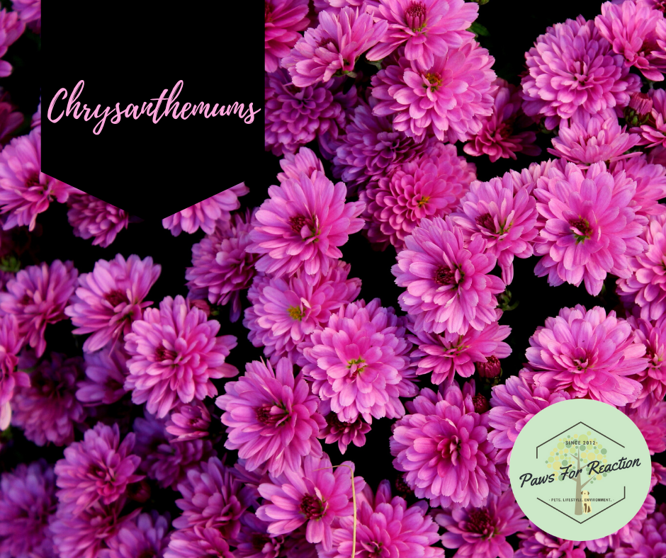 Spring safety 10 common flowers toxic to dogs Paws for Reaction