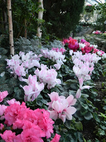 pink and white cyclamen at allan gardens christmas flower show 2012 by garden muses: a Toronto gardening blog