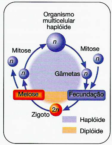 Auxiliares para Ciências e Tecnologias: Biologia