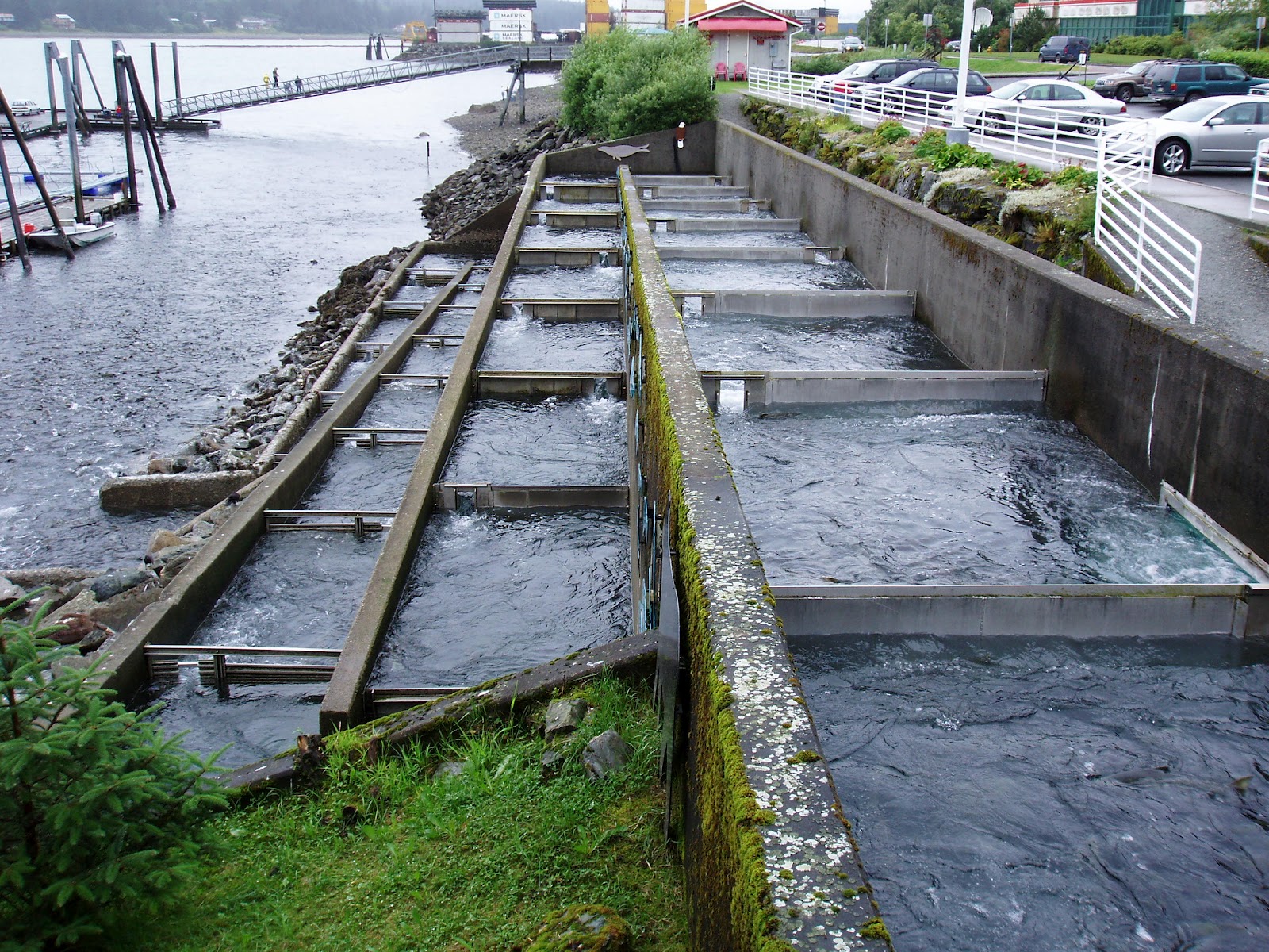 12 By the Dozen Salmon ladder