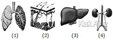 Organ tubuh manusia, organ sistem ekskresi, gambar soal Biologi SMA UN 2018
