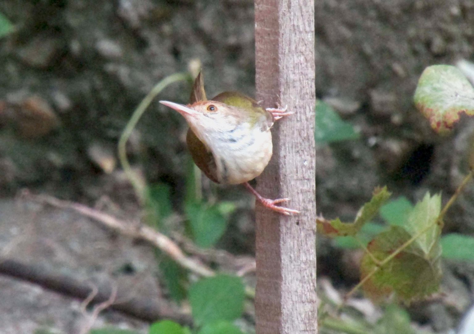 Gambar Cinenen Pisang di hutan tropis Sumatra