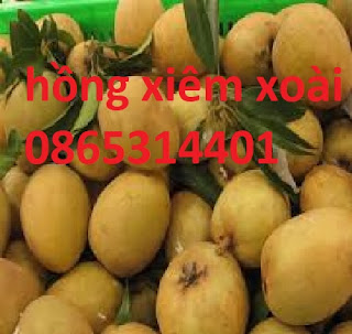 Giống hồng xiêm xoài, hồng xiêm xoài quả to, chuẩn giống, cung cấp số lượng lớn.