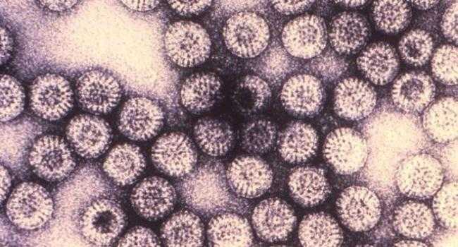 Rotavirus Rotavirus